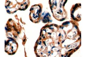 IHC-P analysis of Mouse Placenta Tissue, with DAB staining. (DPP4 anticorps  (AA 631-760))