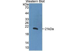 Western Blotting (WB) image for anti-Interleukin 1 alpha (IL1A) (AA 113-271) antibody (ABIN1172163) (IL1A anticorps  (AA 113-271))