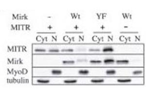 Immunoblots for MITR (HDAC9), Mirk, MyoD and tubulin proteins are shown for cytoplasmic (Cyt) and nuclear (N) extracts from undifferentiated C2C12 myoblasts transfected with plasmids coding for Mirk (Wt), kinase-inactive Mirk (YF) or MITR.