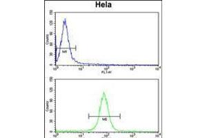 Flow cytometry analysis of Hela cells (bottom histogram) compared to a negative control cell (top histogram). (Calmodulin 1 anticorps  (C-Term))