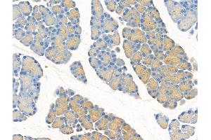 ABIN7094519 and ABIN7098568 at 1/100 staining Rat pancreatic tissue by IHC-P. (RPL26 anticorps  (N-Term))