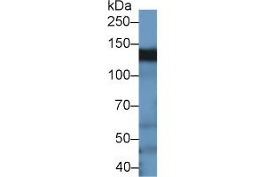 Western Blot; Sample: Rat Testis lysate; Primary Ab: 1µg/ml Rabbit Anti-Human BCAR1 Antibody Second Ab: 0.