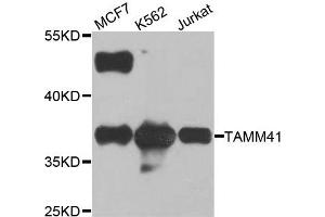Western blot analysis of extracts of various cell lines, using TAMM41 antibody. (TAM41 anticorps)