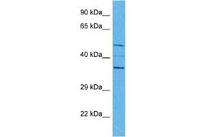 Host:  Rabbit  Target Name:  SPDEF  Sample Tissue:  Human HepG2 Whole Cell  Antibody Dilution:  1ug/ml (SPDEF/PSE anticorps  (Middle Region))