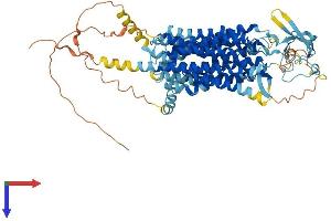 AlphaFold protein structure predicition of Human Recombinant SLCO2B1 Protein, UniprotID O94956