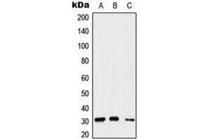Western blot analysis of Gemin2 expression in A549 (A), Raw264. (SIP1 anticorps  (Center))