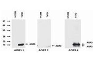 Western Blotting (WB) image for anti-Anterior Gradient 3 (AGR3) antibody (ABIN614769) (AGR3 anticorps)