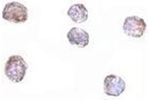 Immunocytochemistry of CLDN1 in HepG2 cells with AP30236PU-N CLDN1 antibody at 5 μg/ml.