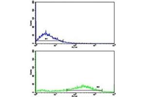 Flow cytometric analysis of NCI-H292 cells using Fascin antibody (green) compared to a negative control (blue).