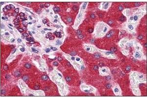 Immunohistochemistry (IHC) image for anti-Cytochrome b5 (CYTB5) (AA 1-135) antibody (ABIN951799)