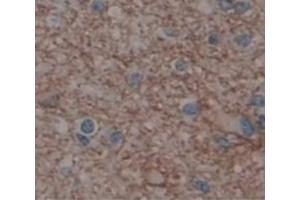 IHC-P analysis of Human Tissue, with DAB staining. (GRIA2 anticorps  (AA 25-543))