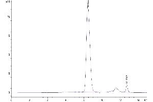 The purity of Biotinylated Human B7-1 is greater than 95 % as determined by SEC-HPLC.
