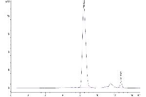 The purity of Biotinylated Human B7-1 is greater than 95 % as determined by SEC-HPLC. (CD80 Protein (CD80) (AA 35-242) (His-Avi Tag,Biotin))