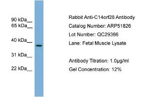 WB Suggested Anti-C14orf28  Antibody Titration: 0. (GM527 anticorps  (Middle Region))