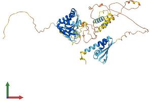 AlphaFold protein structure predicition of Human Recombinant NOVA2 Protein, UniprotID Q9UNW9