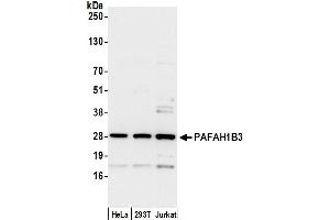 anti-Platelet-Activating Factor Acetylhydrolase 1b, Catalytic Subunit 3 (29kDa) (PAFAH1B3) (AA 181-231) antibody