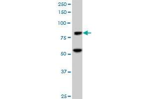 ZNF624 MaxPab polyclonal antibody.