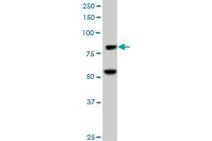 ZNF624 MaxPab polyclonal antibody. (ZNF624 anticorps  (AA 1-739))