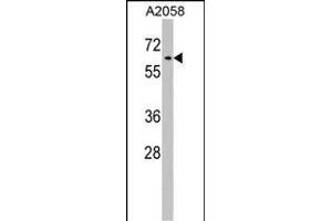 RIC8A Antibody (Center) (ABIN1538170 and ABIN2848752) western blot analysis in  cell line lysates (35 μg/lane).