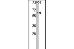 RIC8A Antibody (Center) (ABIN1538170 and ABIN2848752) western blot analysis in  cell line lysates (35 μg/lane). (RIC8A anticorps  (AA 244-272))