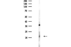anti-Neuropeptide W (NPW) (Internal Region) antibody