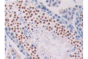 DAB staining on IHC-P; Samples: Mouse Testis Tissue (Pronociceptin (AA 12-187) anticorps)