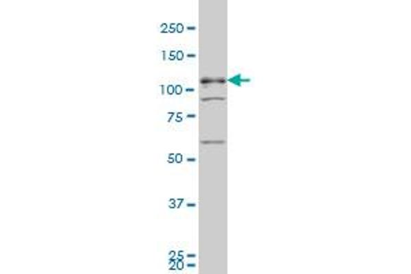 TBC1D8 antibody  (AA 1-110)