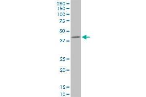 PPP1R8 monoclonal antibody (M21), clone 1G11. (PPP1R8 anticorps  (AA 1-209))