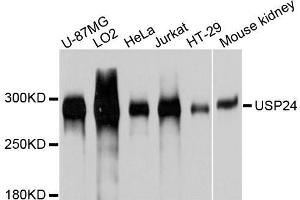 Western blot analysis of extracts of various cell lines, using USP24 antibody. (USP24 anticorps  (AA 2431-2620))