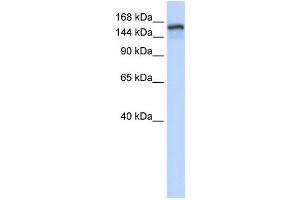 Western Blotting (WB) image for anti-Tonsoku-Like, DNA Repair Protein (NFKBIL2) antibody (ABIN2460131) (NFKBIL2 anticorps)