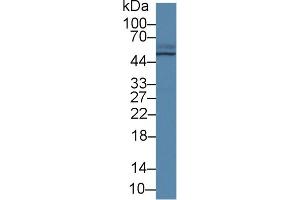 Western Blot; Sample: Porcine Small intestine lysate; Primary Ab: 2µg/ml Rabbit Anti-Human TCN2 Antibody Second Ab: 0. (TCN2 anticorps  (AA 19-427))
