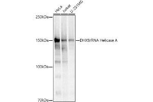 Western blot analysis of extracts of various cell lines, using DHX9/RNA Helicase A antibody (ABIN7265748) at 1:500 dilution. (DHX9 anticorps)