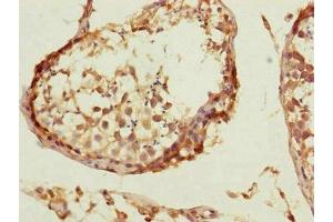 Immunohistochemistry of paraffin-embedded human testis tissue using ABIN7148059 at dilution of 1:100
