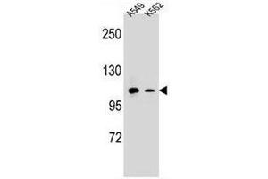 CD11b Antibody (N-term) western blot analysis in A549,K562 cell line lysates (35µg/lane). (CD11b anticorps  (N-Term))