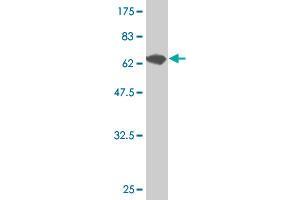 Western Blot detection against Immunogen (75.