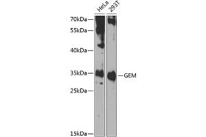 Western blot analysis of extracts of various cell lines, using GEM antibody (ABIN6127946, ABIN6141050, ABIN6141051 and ABIN6223305) at 1:1000 dilution. (GEM anticorps  (AA 1-150))