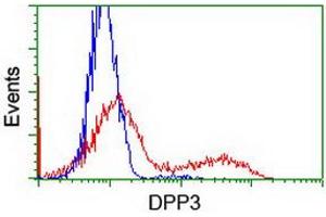 Image no. 2 for anti-Dipeptidyl-Peptidase 3 (DPP3) antibody (ABIN1497830) (DPP3 anticorps)
