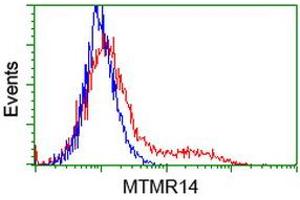 HEK293T cells transfected with either RC207732 overexpress plasmid (Red) or empty vector control plasmid (Blue) were immunostained by anti-MTMR14 antibody (ABIN2453860), and then analyzed by flow cytometry. (MTMR14 anticorps)