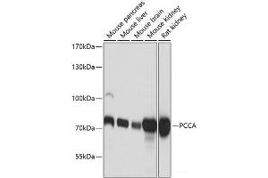 Western blot analysis of extracts of various cell lines using PCCA Polyclonal Antibody at dilution of 1:3000. (PCCA anticorps)