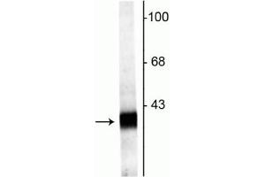 Western blot of rat hippocampal lysate showing specific labeling of the ~38 kDa Synaptophysin2  protein. (Synaptoporin anticorps  (C-Term))