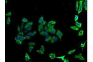 Immunofluorescence staining of Hela cells with ABIN7164680 at 1:100, counter-stained with DAPI. (PDCD1LG2 anticorps  (AA 21-118))