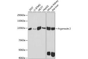 Western blot analysis of extracts of various cell lines, using Argonaute-2 antibody (ABIN7265671) at 1:1000 dilution. (AGO2 anticorps)