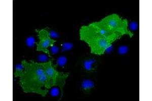 Anti-BTN1A1 mouse monoclonal antibody (ABIN2452843) immunofluorescent staining of COS7 cells transiently transfected by pCMV6-ENTRY BTN1A1 (RC223852). (BTN1A1 anticorps)