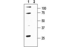 Western blot analysis of rat brain cortex:  - 1.
