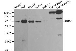 Western blot analysis of extracts of various cell lines, using GGA2 antibody. (GGA2 anticorps)