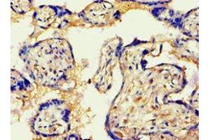 Immunohistochemistry of paraffin-embedded human placenta tissue using ABIN7144082 at dilution of 1:100