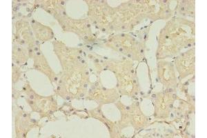 Immunohistochemistry of paraffin-embedded human kidney tissue using ABIN7148290 at dilution of 1:100