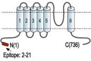 Representative domain view of the target of ABIN7043632.