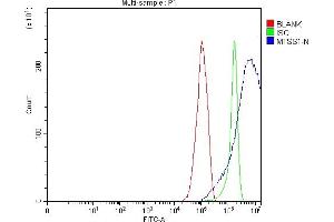 Flow Cytometry analysis of RT4 cells using anti-MIM/MTSS1 antibody (ABIN7600276). (MTSS1 anticorps  (AA 17-692))