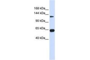 Image no. 1 for anti-Regulator of G-Protein Signaling 22 (RGS22) (AA 216-265) antibody (ABIN6743825) (RGS22 anticorps  (AA 216-265))